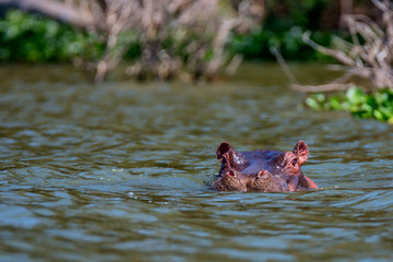 Close-up of hippo