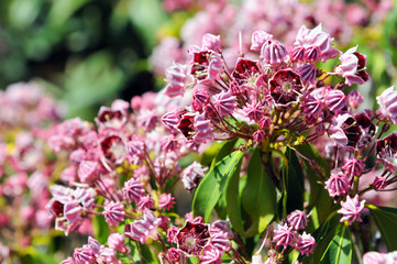 pink Kalmia bush flower in blossom.