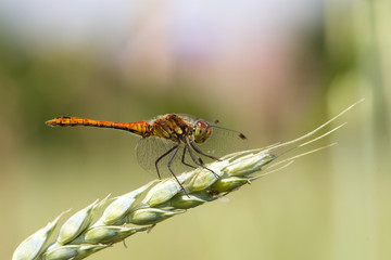 Große Heidelibelle (Sympetrum striolatum)