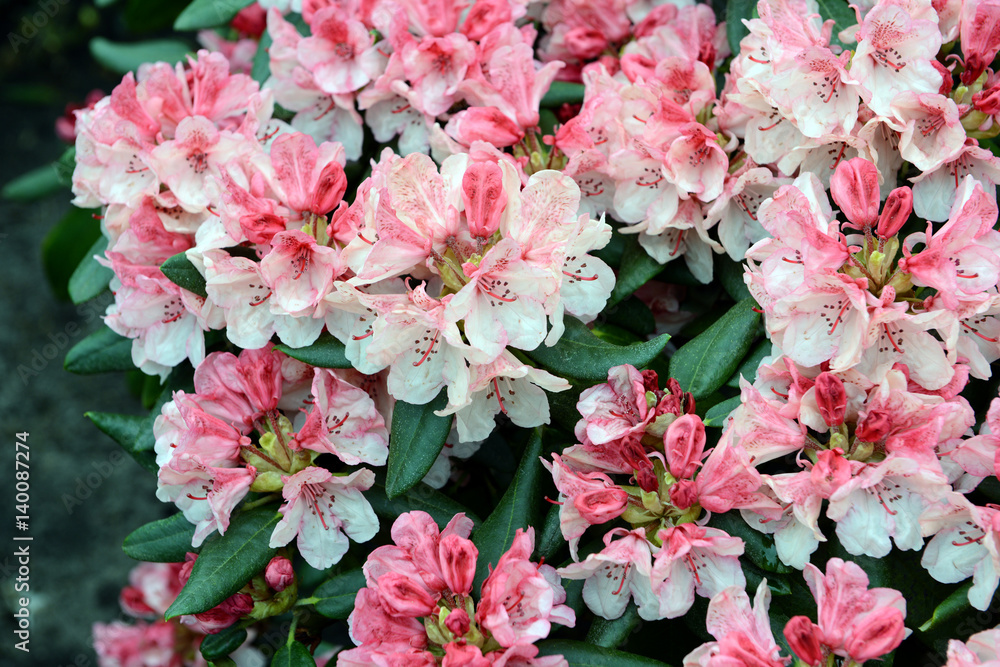 Wall mural pink Rhododendron bush bloom in springtime.