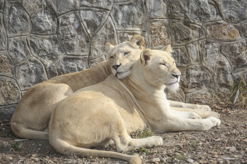 Lionesses cudlling and resting at the zoo
