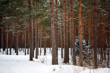 Naklejka premium The landscape of trunks of pine trees in the Northern forest. The majestic nature of the winter North. Coniferous trees with red bark grows in North America, Europe and the Arctic.