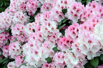 pink Rhododendron bush bloom in springtime.