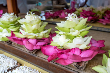 Lotus or Nelumbo nucifera