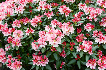 pink Rhododendron bush bloom in springtime.