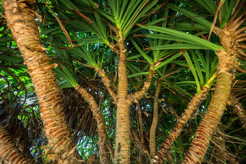 Naklejka premium Beautiful screw pine or pandanus