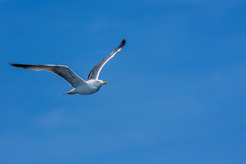 Seagull hovers in sky