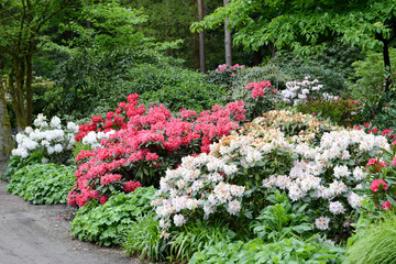 pink Rhododendron bush bloom in springtime. path leading through park.
