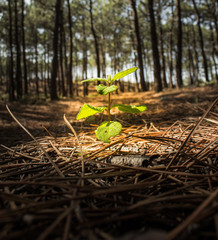 Sun lighting up a single plant in a pine forest