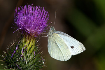 Großer Kohlweißling ( Pieris brassicae)