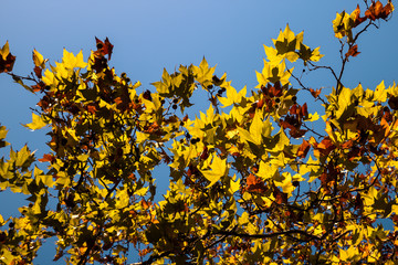 Colored Plane tree foliage