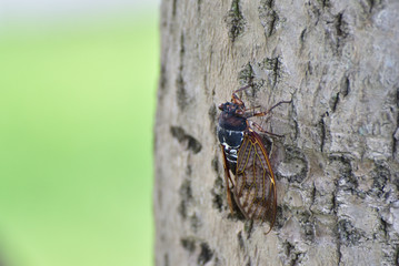 Cicada