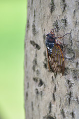 Cicada
