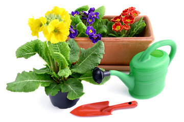 Primula flowerpot with garden tools like can and shovel on white isolated background
