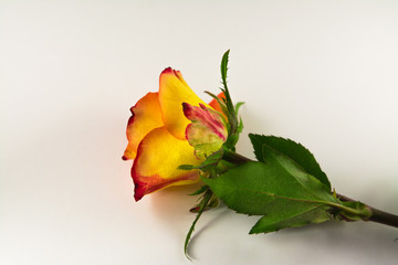 Beautiful Reddish yellow rose isolated on white