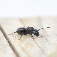 Black ant on wood