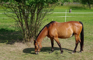 Obraz premium Brown horse on the grass