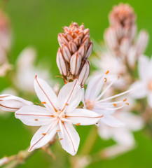 Asphodelus ramosus, also known as branched asphodel, in Portugal