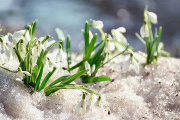 gentle spring snowdrop flower in melting snow. The first spring snowdrops in a forest glade. soft focus
