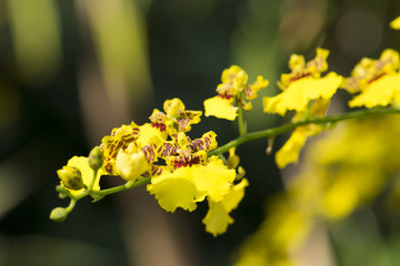 Obraz premium Beautiful yellow orchids flower in garden