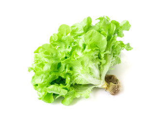 Fresh green lettuce salad vegetable on white background