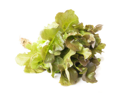 Fresh purple lettuce salad vegetable on white background