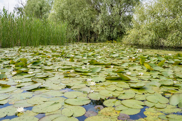 Channels in Danube Delta with water lilies
