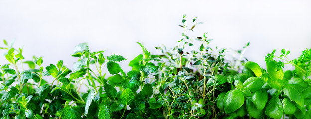 Panele Szklane Podświetlane  Zielone świeże zioła aromatyczne - melisa, mięta, tymianek, bazylia, pietruszka na białym tle. Ramka kolaż transparent z roślin. Miejsce. Widok z góry.