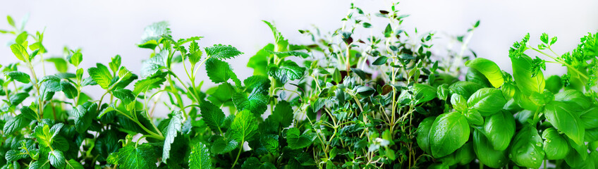 Green fresh aromatic herbs - melissa, mint, thyme, basil, parsley on white background. Banner collage frame from plants. Copyspace. Top view. Toned effect. - obrazy, fototapety, plakaty