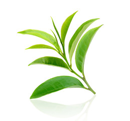 Green tea leaf isolated on white background