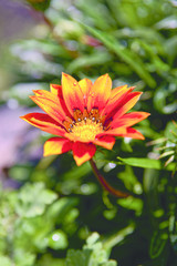 Obraz premium Orange flower in the garden outside with open leaves covered by fresh water drops in the morning.