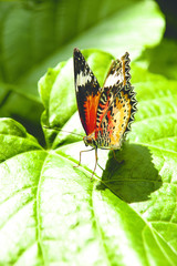 Yellow orange colorful butterfly resting on a green leaf drying its wings in the sun by spreading them.