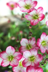 White mossy Saxifrage flowers, pink tinged at the tip with lime green ovary in the centre