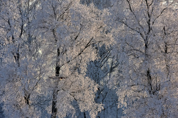 Branch tree in snow. Winter snow sunshine background. Tree branches covered with hoarfrost against the sky and the backlight