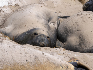 Obraz premium South Elephant Seal, Mirounga leonina relax on the beach, Carcass, Falkland-Malvinas