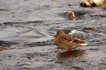 Female Mallard duck, mallard, eurasian wild duck, Anas platyrhynchos