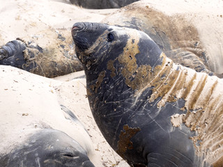 South Elephant Seal, Mirounga leonina relax on the beach, Carcass, Falkland-Malvinas
