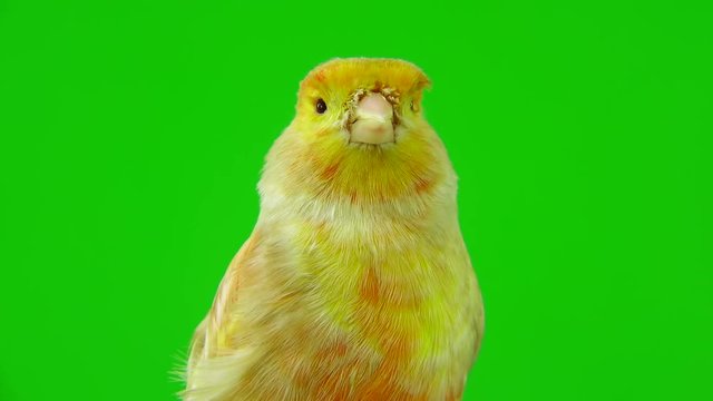 canary  is isolated on the green screen