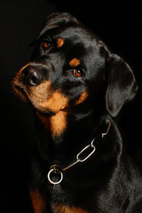 female Rottweiler