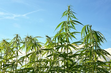 Detailed portrait of Cannabis stalks from the bottom. Heaven in the background.