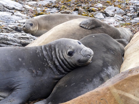 South Elephant Seal, Mirounga leonina relax on the beach, Carcass, Falkland-Malvinas