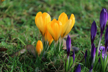 crocus