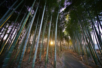 竹林の道