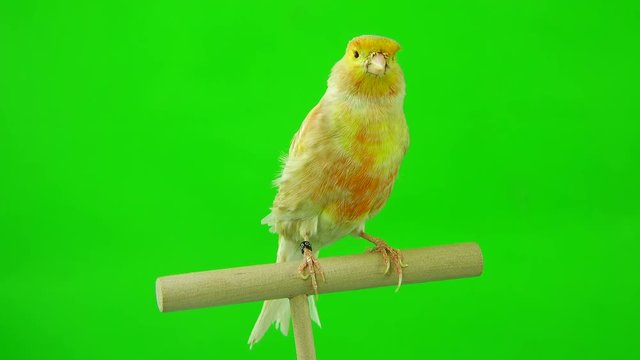 canary  is isolated on the green screen