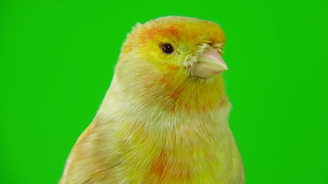 canary  is isolated on the green screen