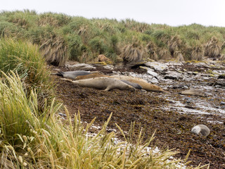 South Elephant Seal, Mirounga leonina relax on the beach, Carcass, Falkland-Malvinas