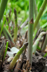 Grow Asparagus