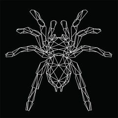 Ragno tarantula, illustrazione geometrica delle linee bianche sullo sfondo nero, vettoriale