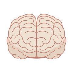 Human brain in flat style. Vector illustration. Front view.