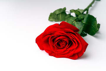 Red rose on white background